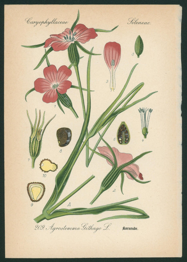 Agrostemma Githago L.- Antique Botanical Print - Authentic Vintage Antique Print