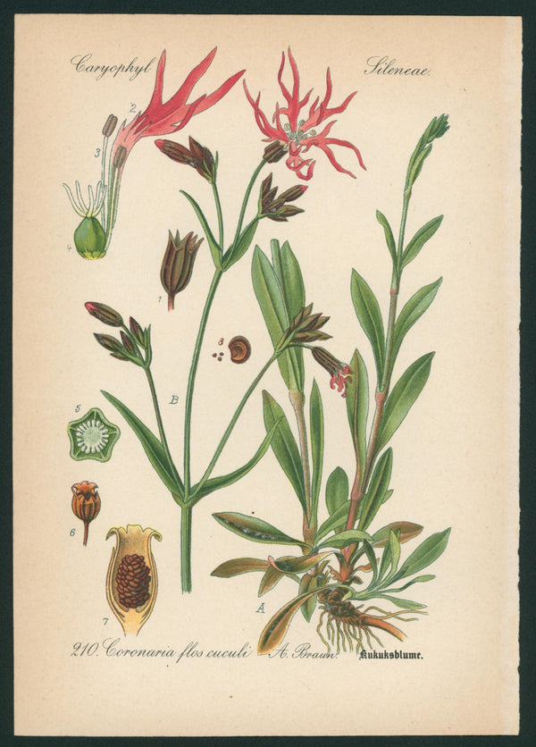 Coronaria Flos Cuculi A. Braun- Antique Botanical Print - Authentic Vintage