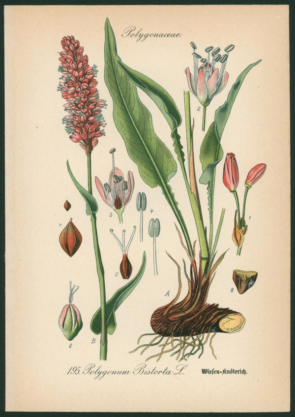 Polygonum Bistorta L.- Antique Botanical Print - Authentic Vintage Antique Print