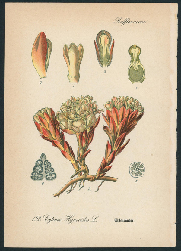 Cytinus Hypocistis L.- Antique Botanical Print - Authentic Vintage Antique Print