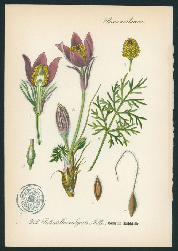 Pulsatilla vulgaris Miller- Antique Botanical Print - Authentic Vintage Antique Print