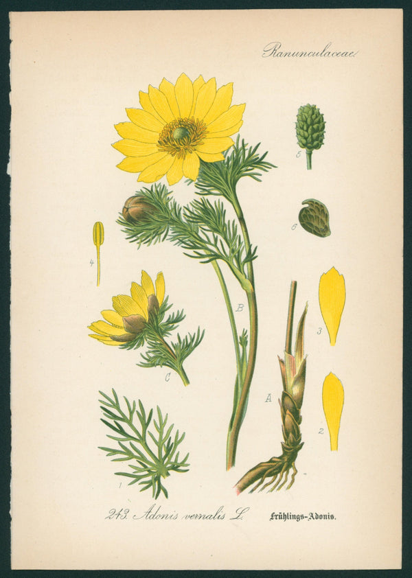 Adonis Vernalis L- Antique Botanical Print - Authentic Vintage Antique Print