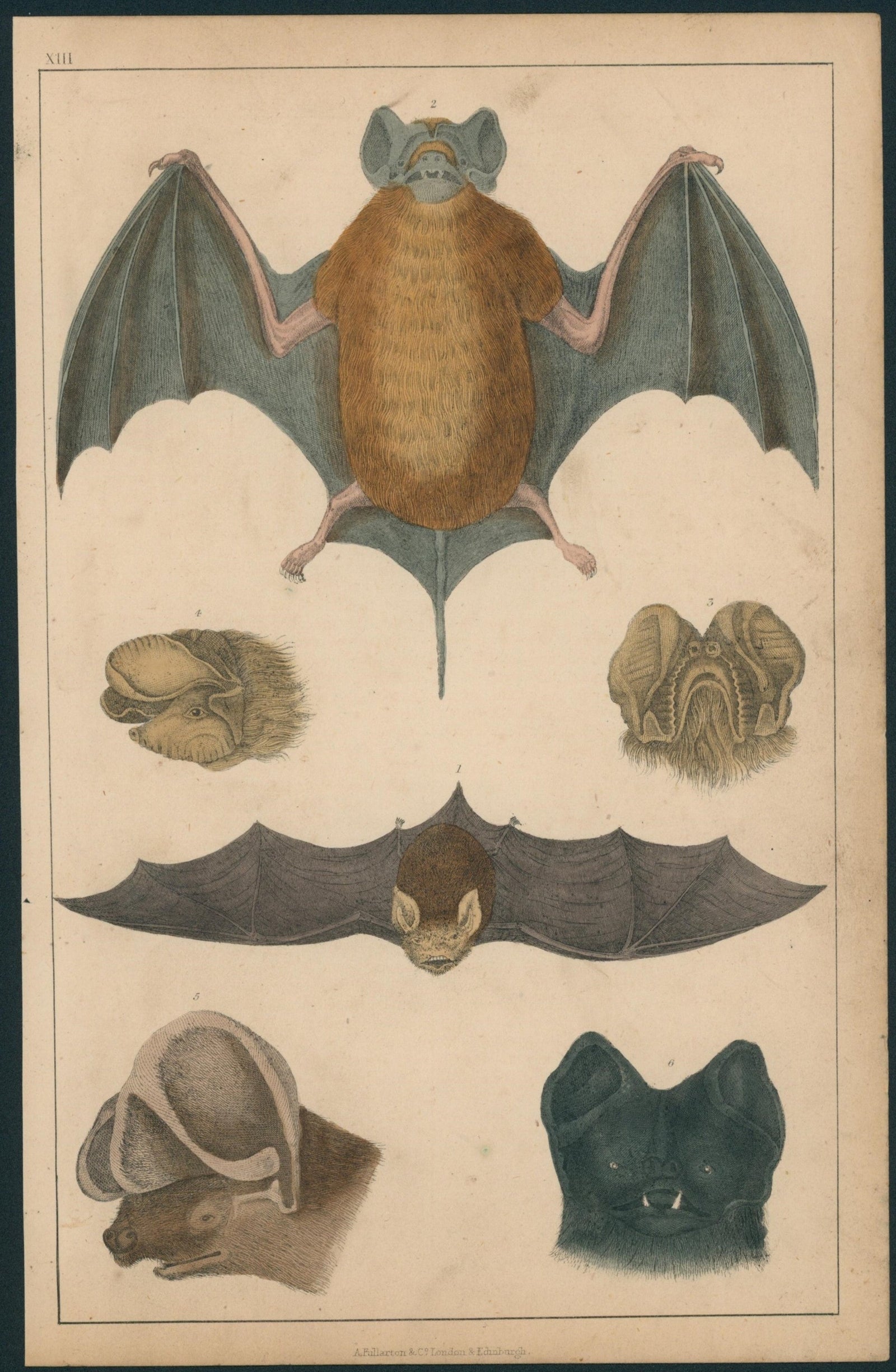 Bat- Hand-Colored Copper Engraving - Authentic Vintage Antique Print