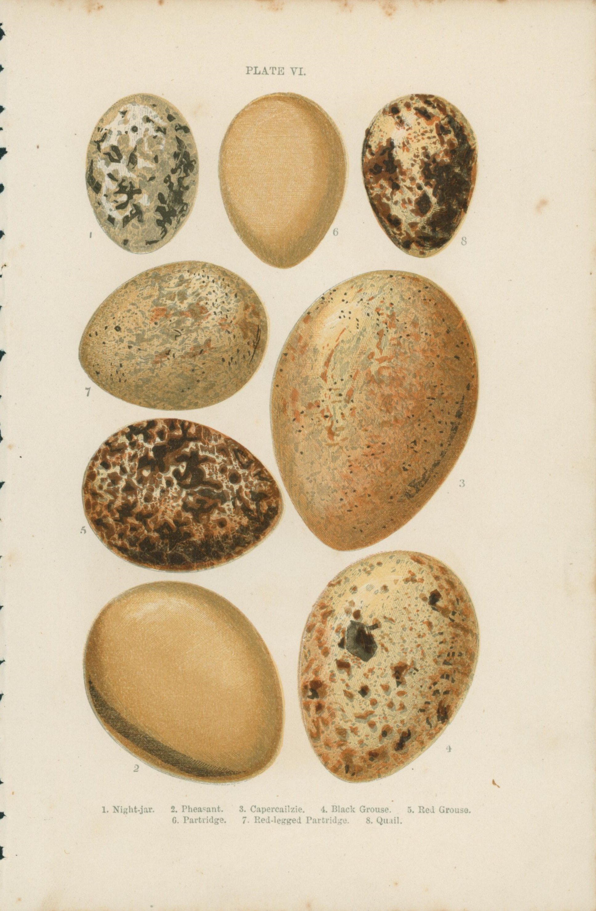 Birds' Eggs- Antique Print - Authentic Vintage Antique Print