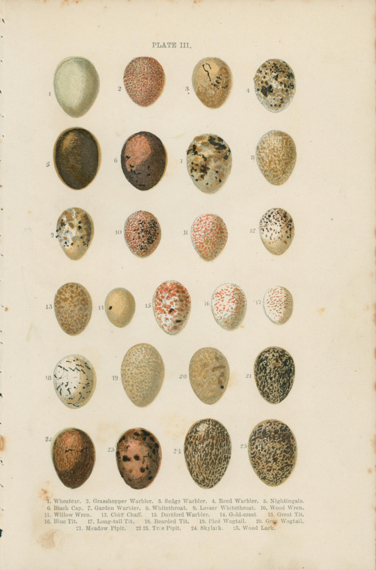 Birds' Eggs- Antique Print - Authentic Vintage Antique Print