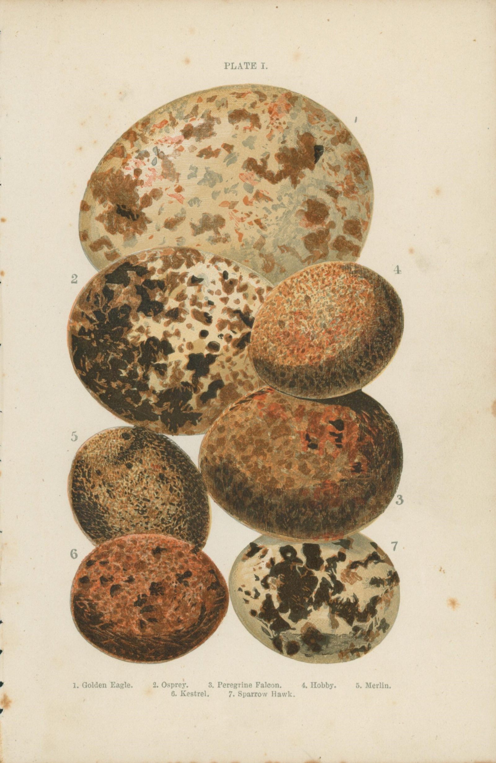 Birds' Eggs- Antique Print - Authentic Vintage Antique Print