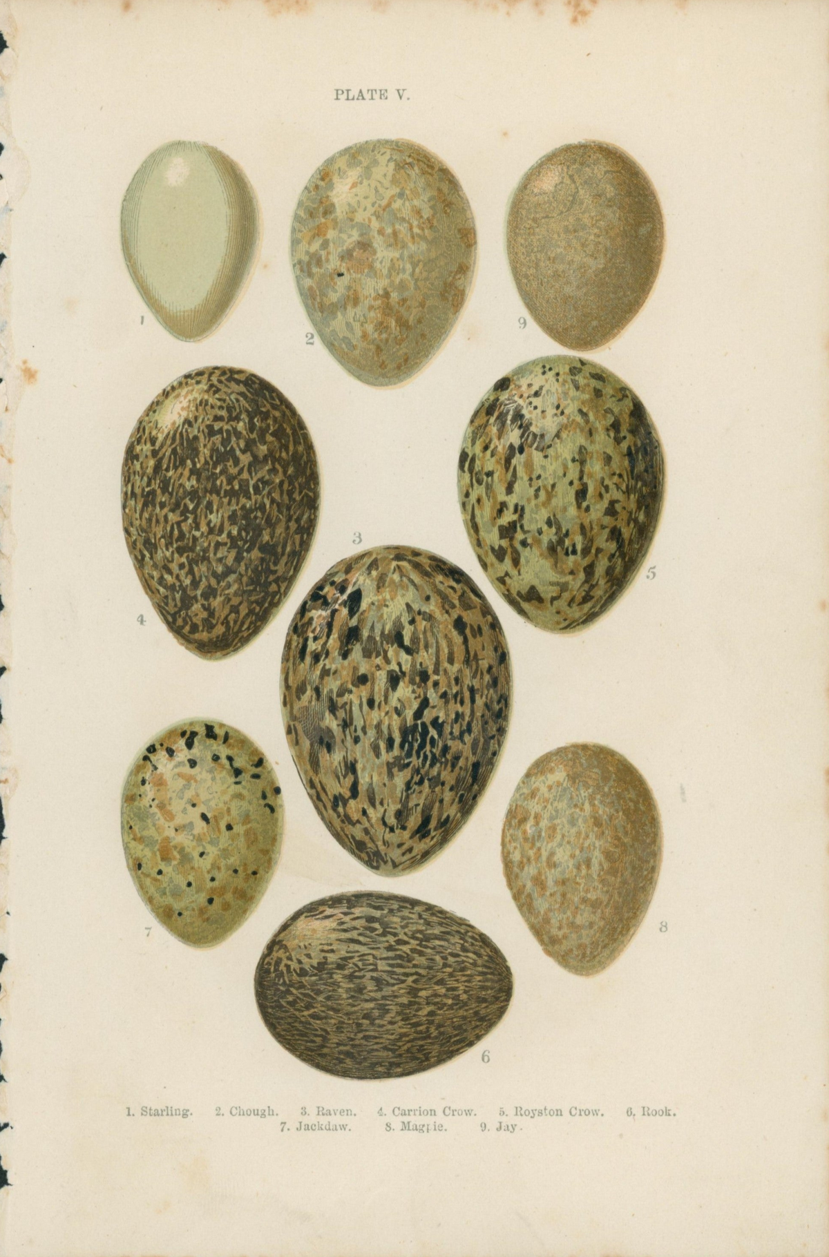 Birds&#39; Eggs- Antique Print - Authentic Vintage Antique Print