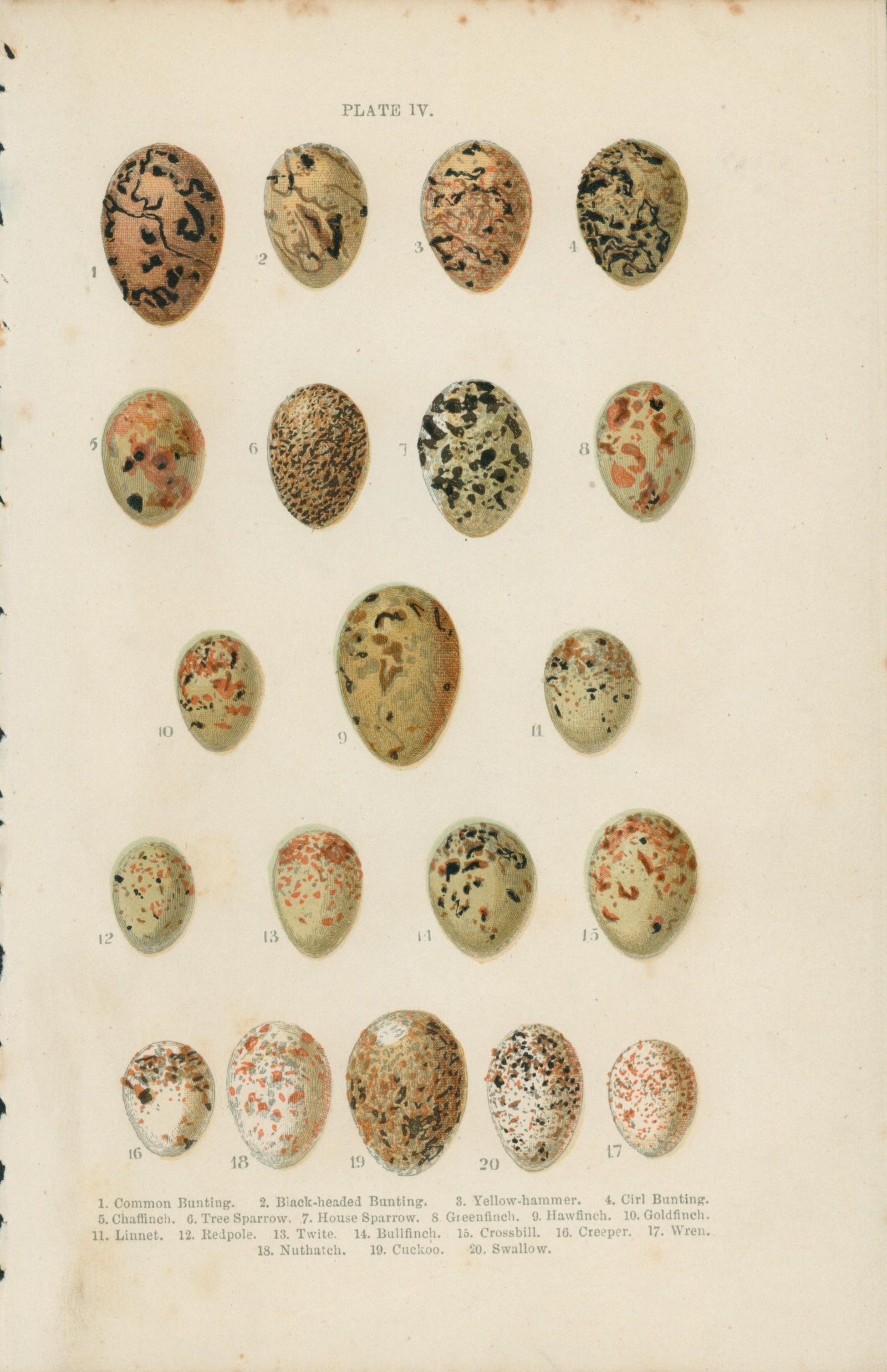 Birds' Eggs- Antique Print - Authentic Vintage Antique Print