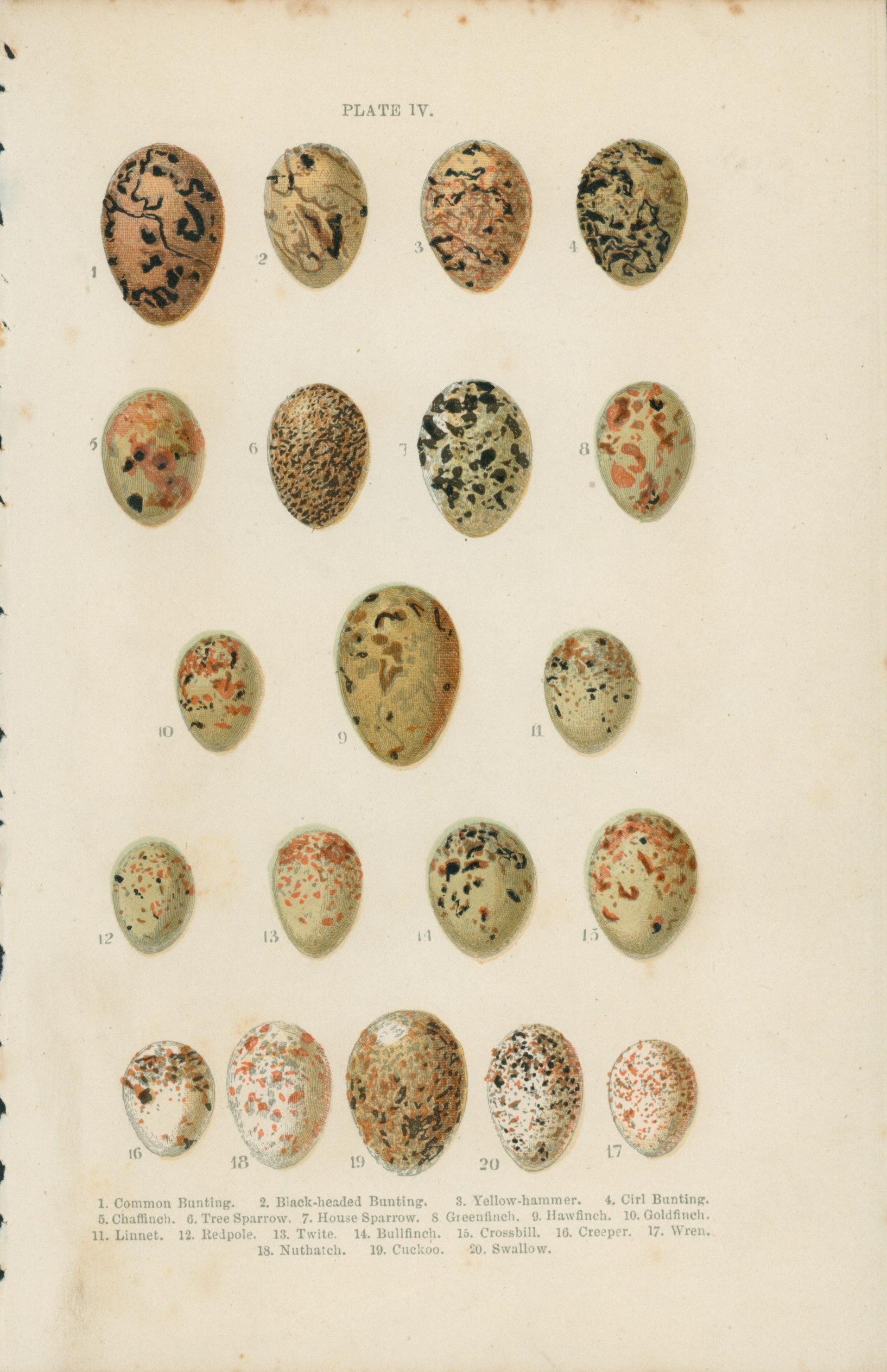 Birds' Eggs- Antique Print - Authentic Vintage Antique Print