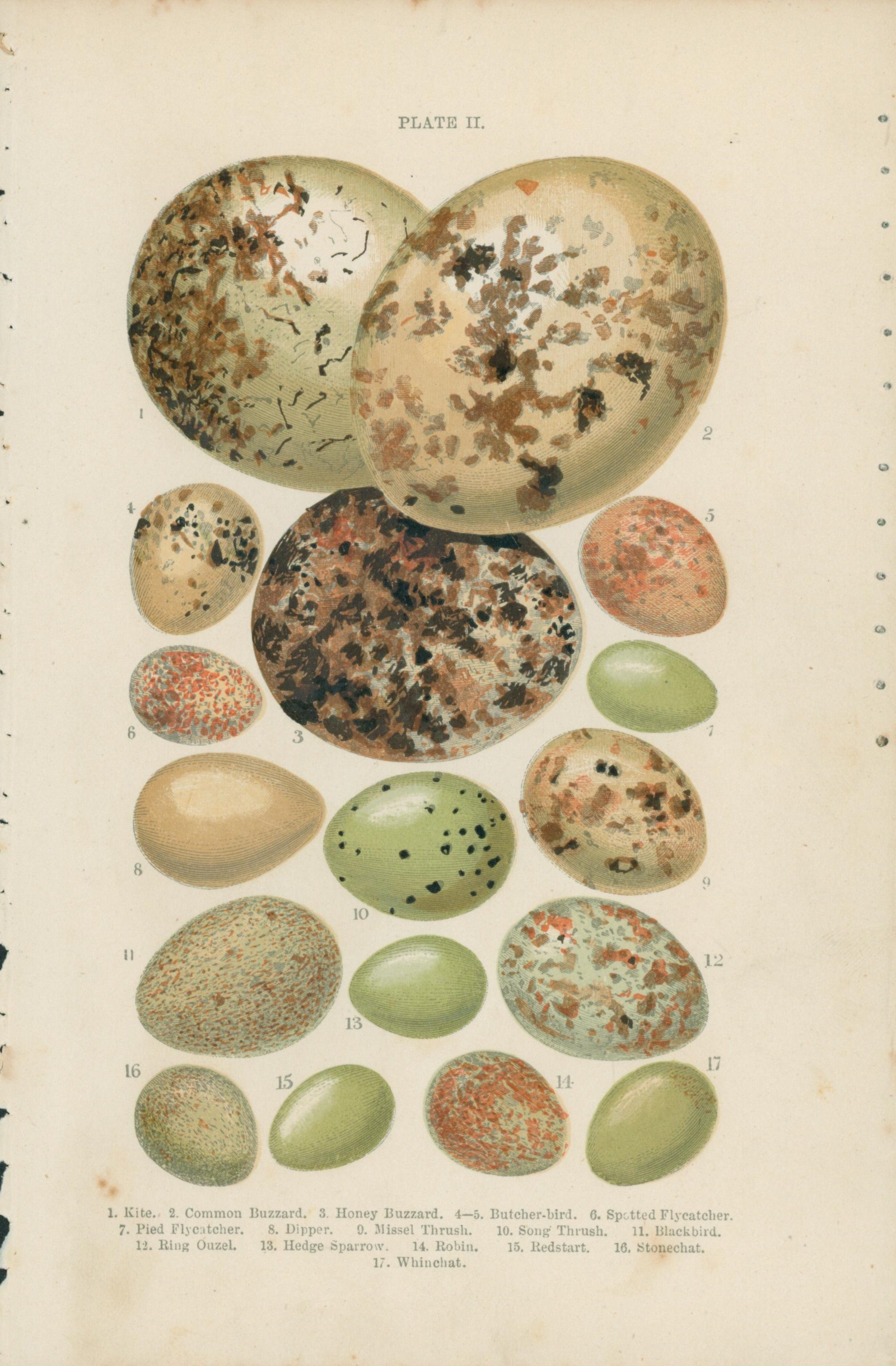 Birds' Eggs- Antique Print - Authentic Vintage Antique Print