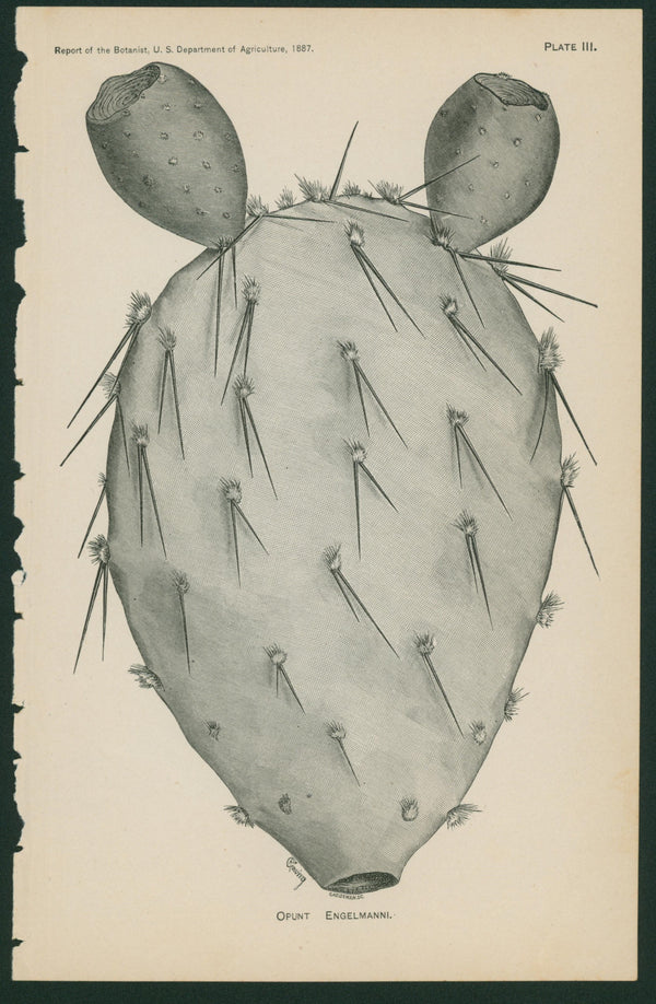 Opunt Engelmanni Cactus- USDA Report - Authentic Vintage Antique Print