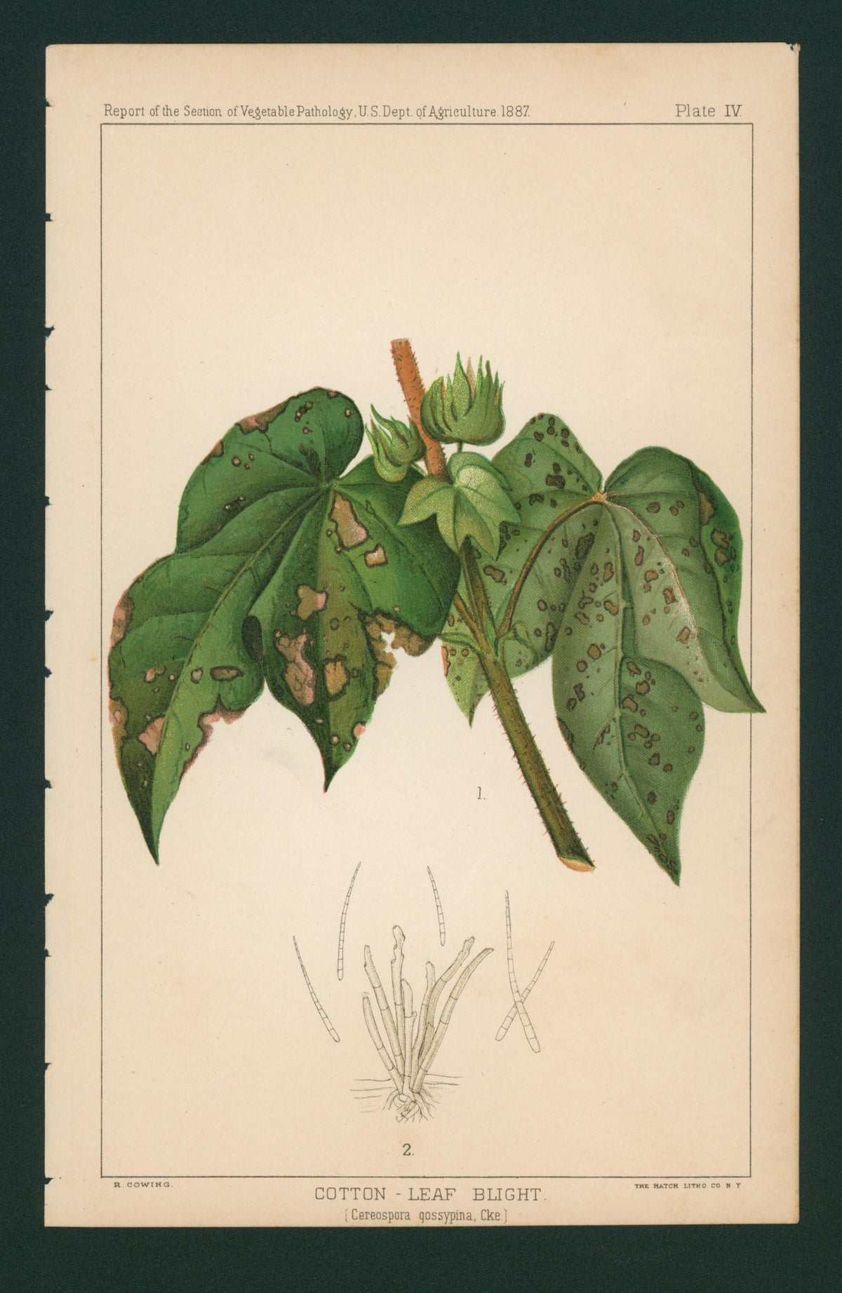 Cotton Leaf Blight- USDA Report - Authentic Vintage Antique Print