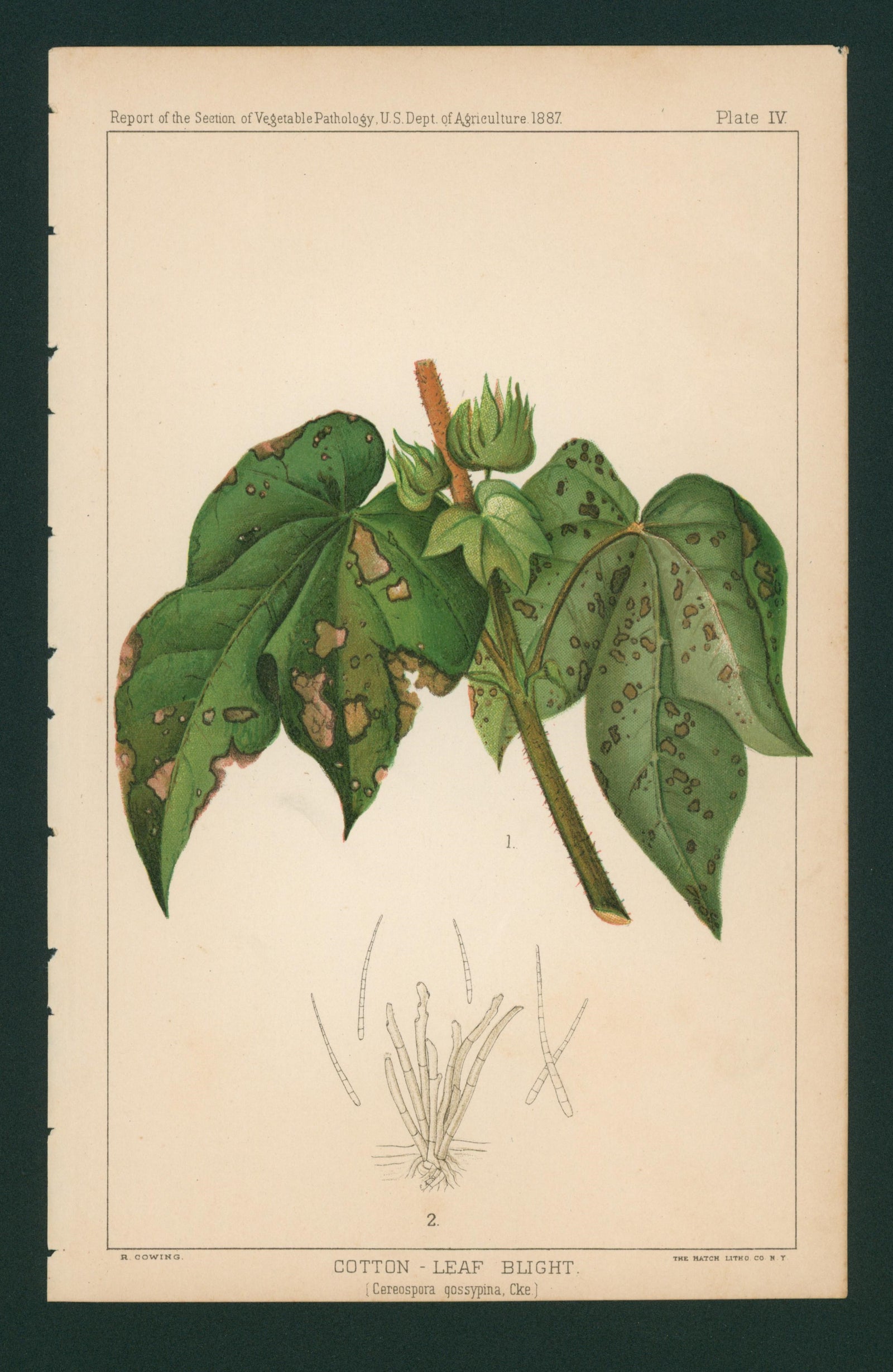 Cotton Leaf Blight- USDA Report - Authentic Vintage Antique Print