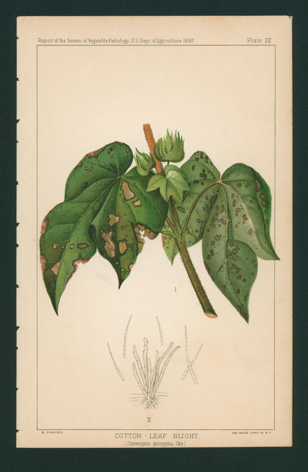 Cotton Leaf Blight- USDA Report - Authentic Vintage Antique Print