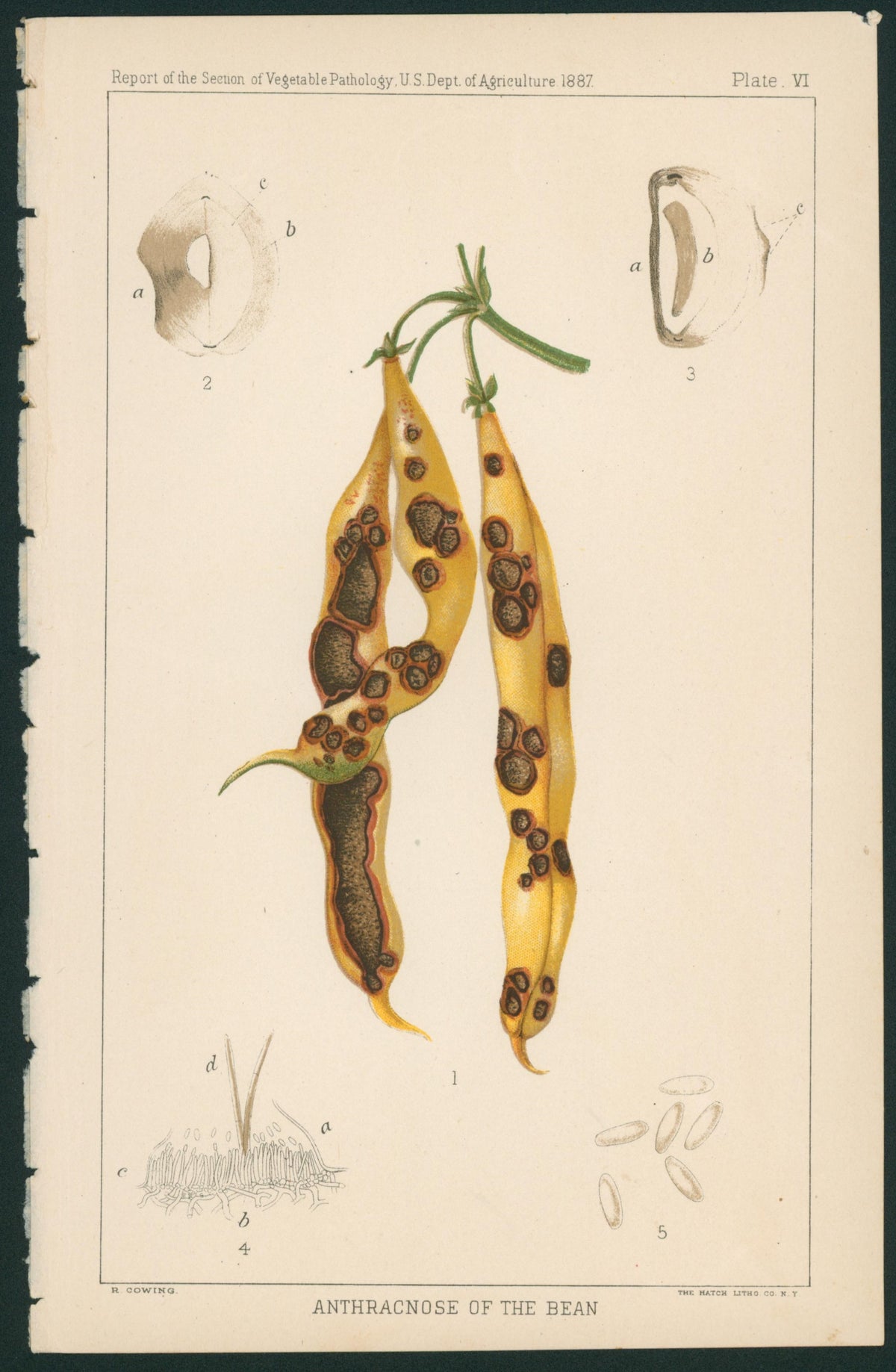 Anthracnose of the Bean- USDA Report - Authentic Vintage Antique Print