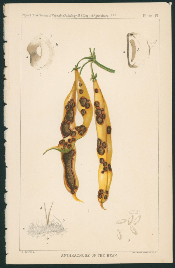 Anthracnose of the Bean- USDA Report - Authentic Vintage Antique Print