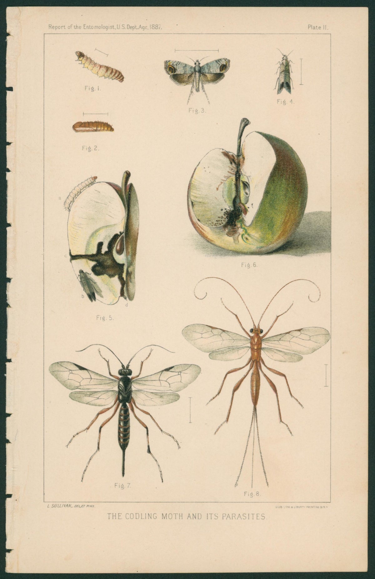 Codling Moth- USDA Report - Authentic Vintage Antique Print