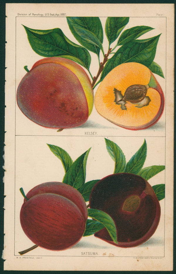 Kelsey, Satsuma- USDA Report - Authentic Vintage Antique Print