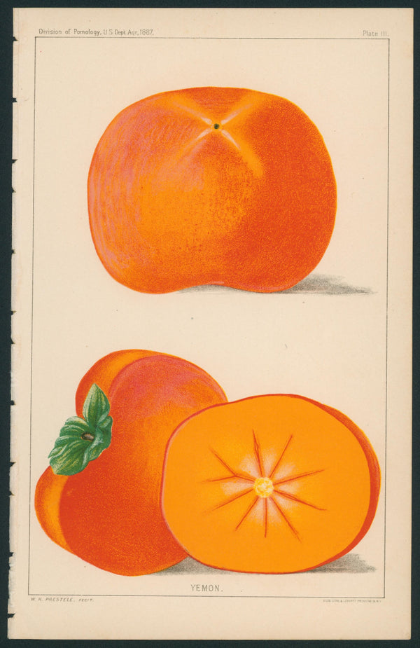 Satsuma- USDA Report - Authentic Vintage Antique Print