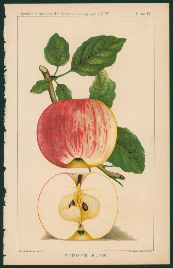 Summer Rose- USDA Report - Authentic Vintage Antique Print