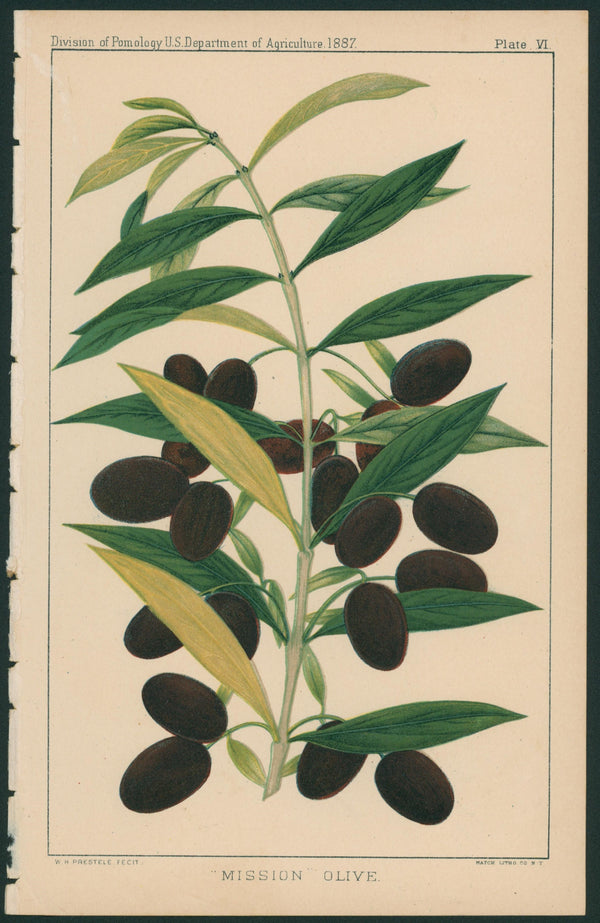 Mission Olive- USDA Report - Authentic Vintage Antique Print