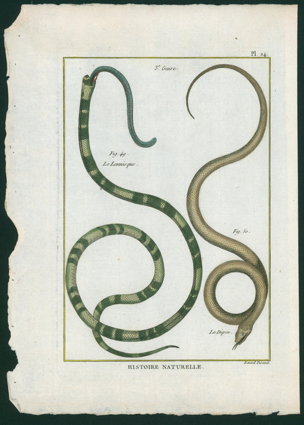 Exotic Snakes- Hand-Colored Copper Engraving - Authentic Vintage Antique Print