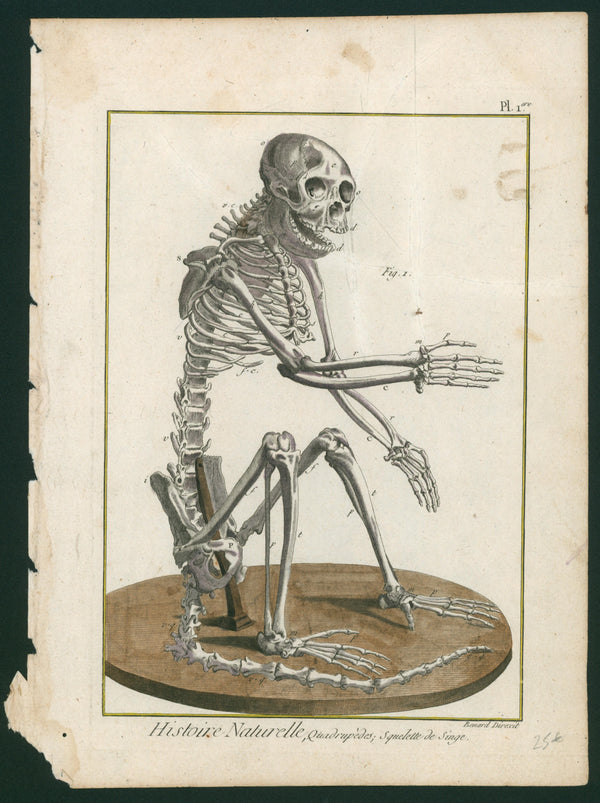 Primate Skeleton- Copper Engraving - Authentic Vintage Antique Print