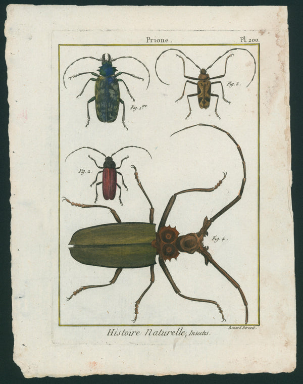 Natural History Antique Print- Beatles - Authentic Vintage Antique Print