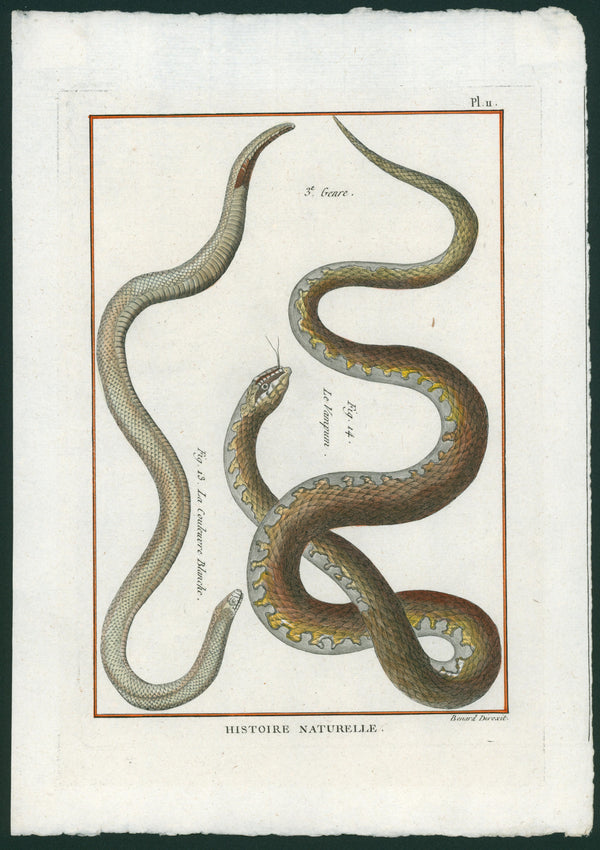 Snakes- Hand-Colored Cooper Engraving - Authentic Vintage Antique Print