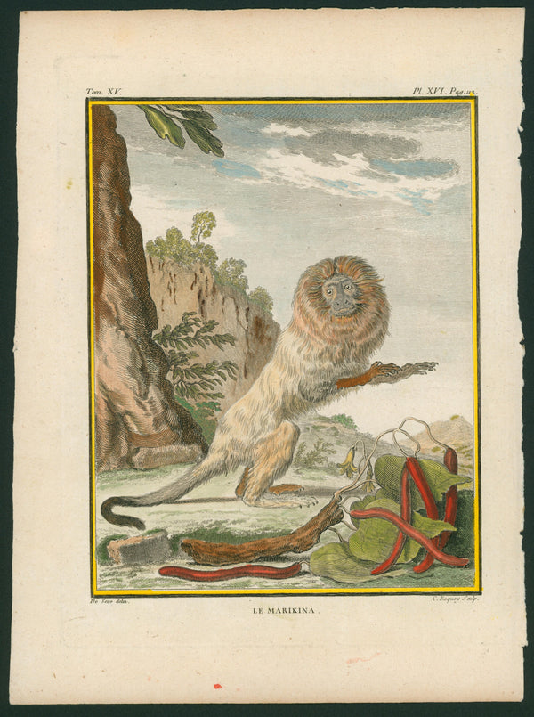 Le Marikina (Tamarin Monkey) - Antique Print - Authentic Vintage Antique Print