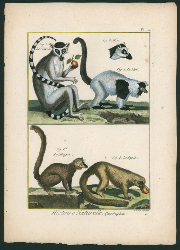 Lemurs and Other Primates- Natural History Antique Print - Authentic Vintage Antique Print