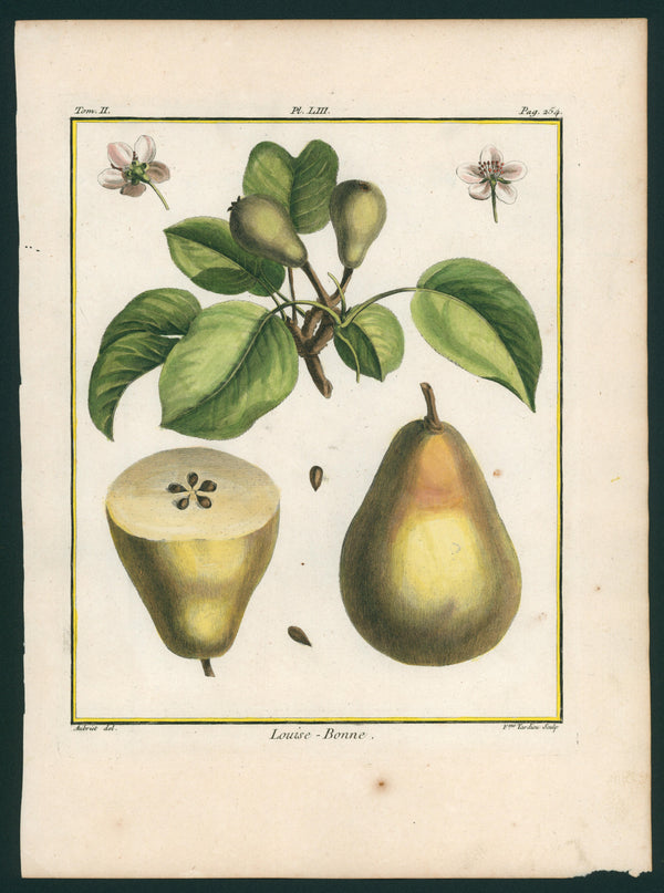 Louise- Bonne, Pears, Botanical Print - Authentic Vintage Antique Print