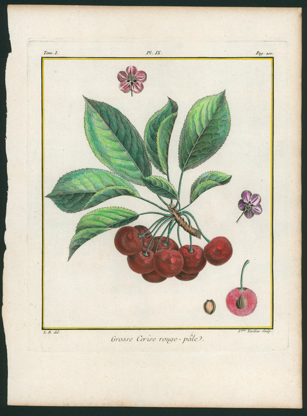 Grosse Cerise Rouge-Pâle Cherry Botanical Print - Authentic Vintage Antique Print