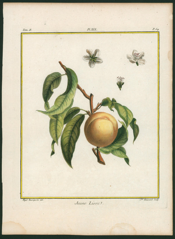 Jaune Lisse Peach Botanical Print - Authentic Vintage Antique Print
