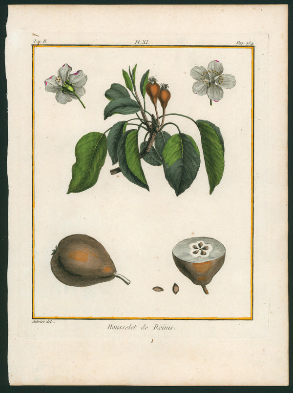 Rousselet de Reims Pear Botanical Print - Authentic Vintage Antique Print