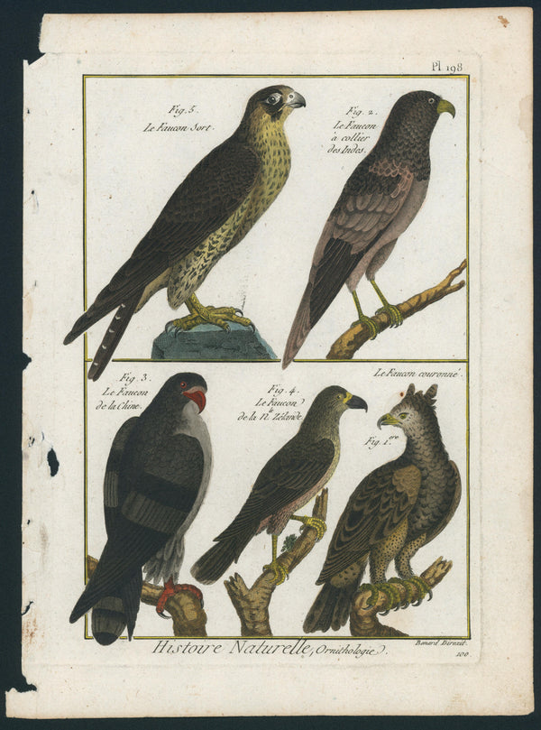 Falcon Species- Copper Engraving - Authentic Vintage Antique Print