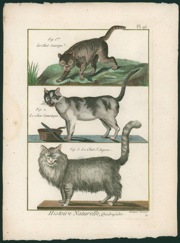 Domestic and Wild Cats- Copper Engraving - Authentic Vintage Antique Print