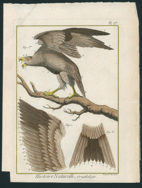 Eagle Feathers- Copper Engraving - Authentic Vintage Antique Print