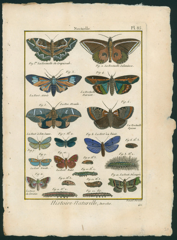 Natural History Antique Print- Butterflies - Authentic Vintage Antique Print