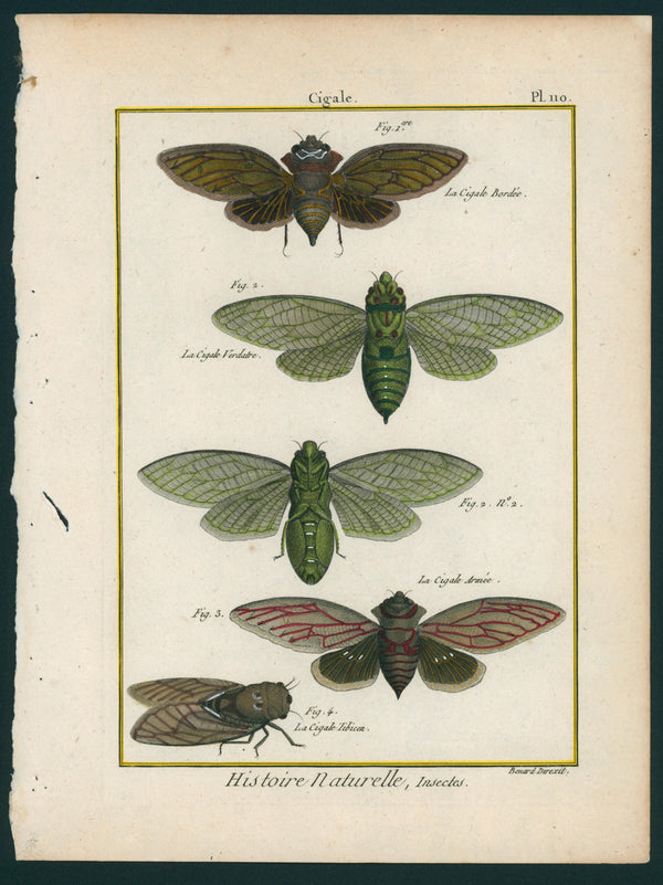 Cicadas of France- Copper Engraving - Authentic Vintage Antique Print