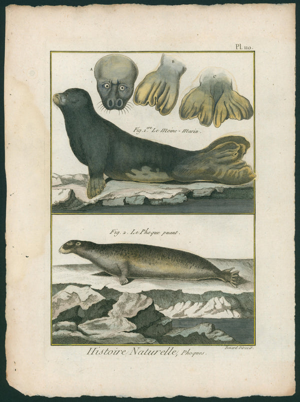 Seals- Copper Engraving - Authentic Vintage Antique Print