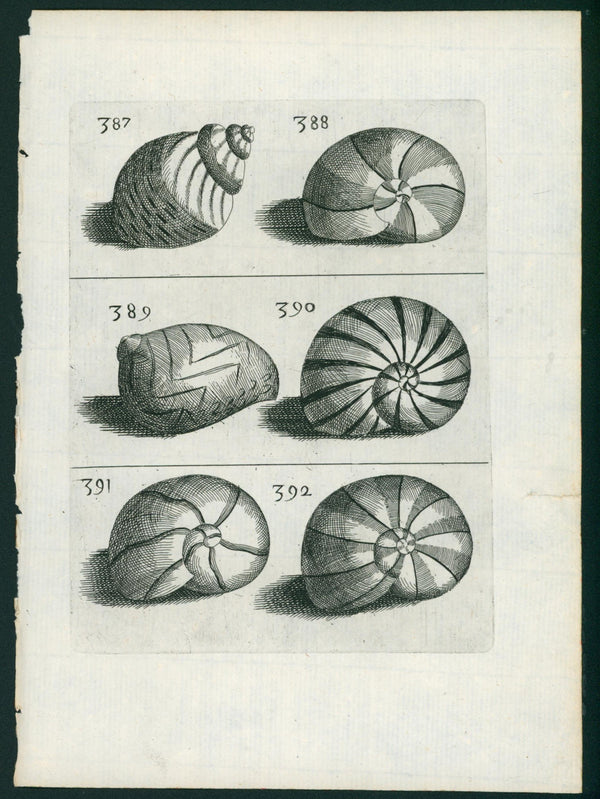 Baroque Conchology, Steel Engraving - Authentic Vintage Antique Print