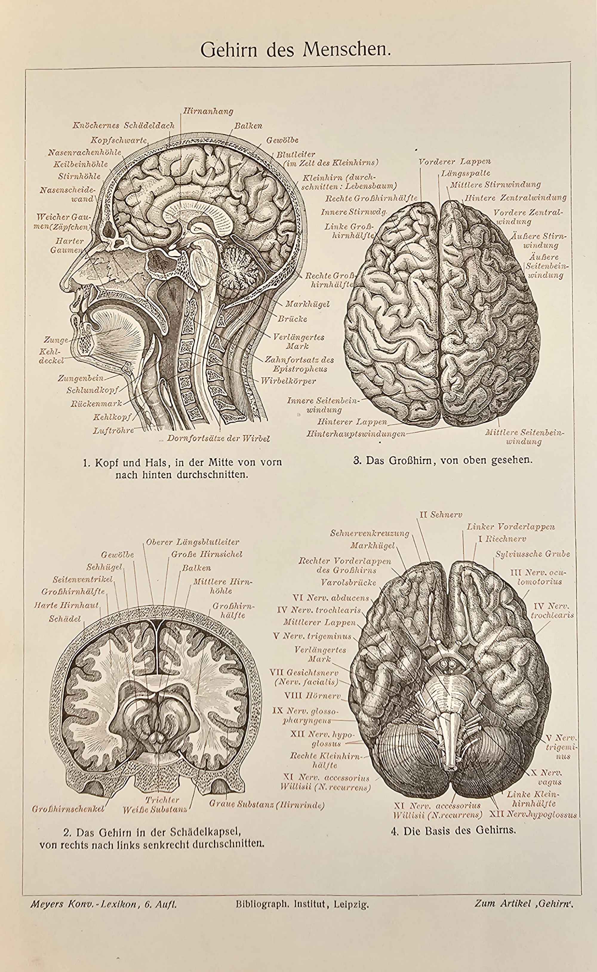 Human Brain Neurology - Authentic Vintage Antique Print
