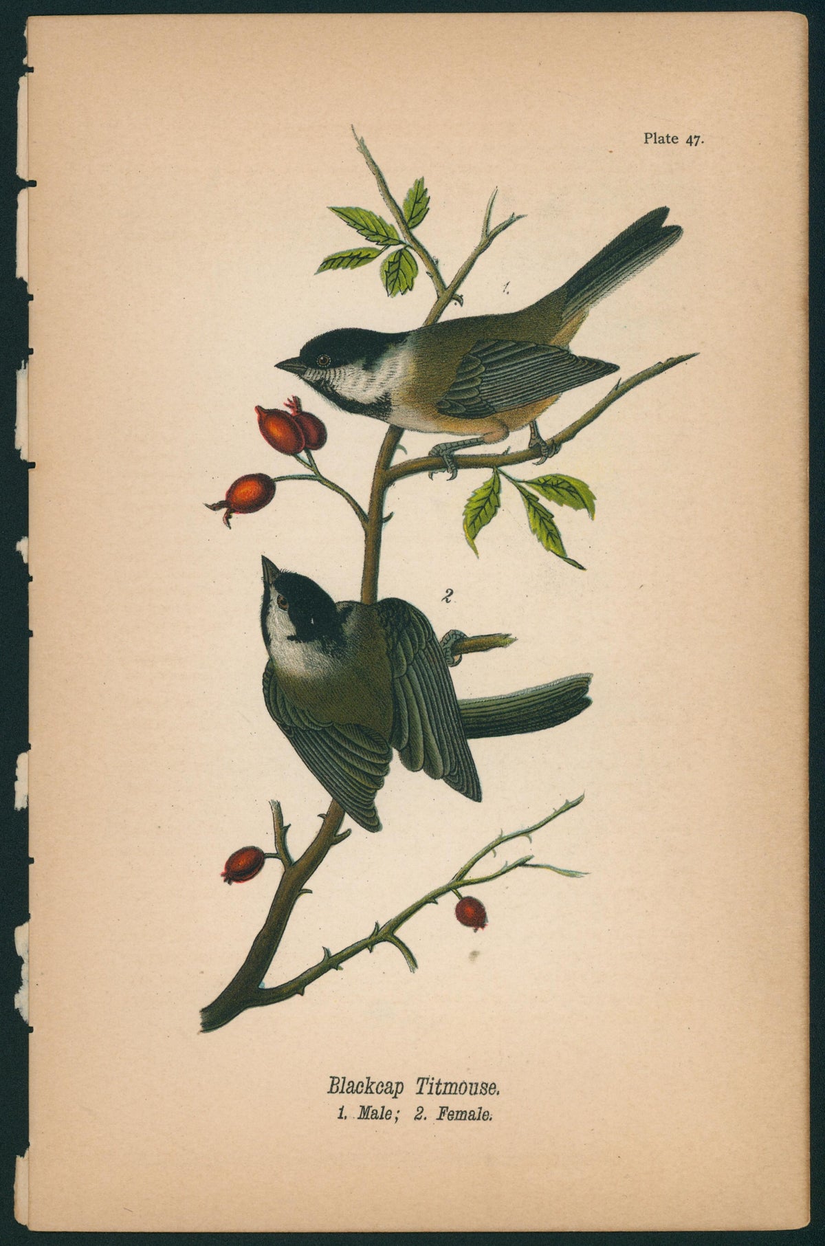 Blackcap Titmouse- Birds of Pennsylvania - Authentic Vintage Antique Print