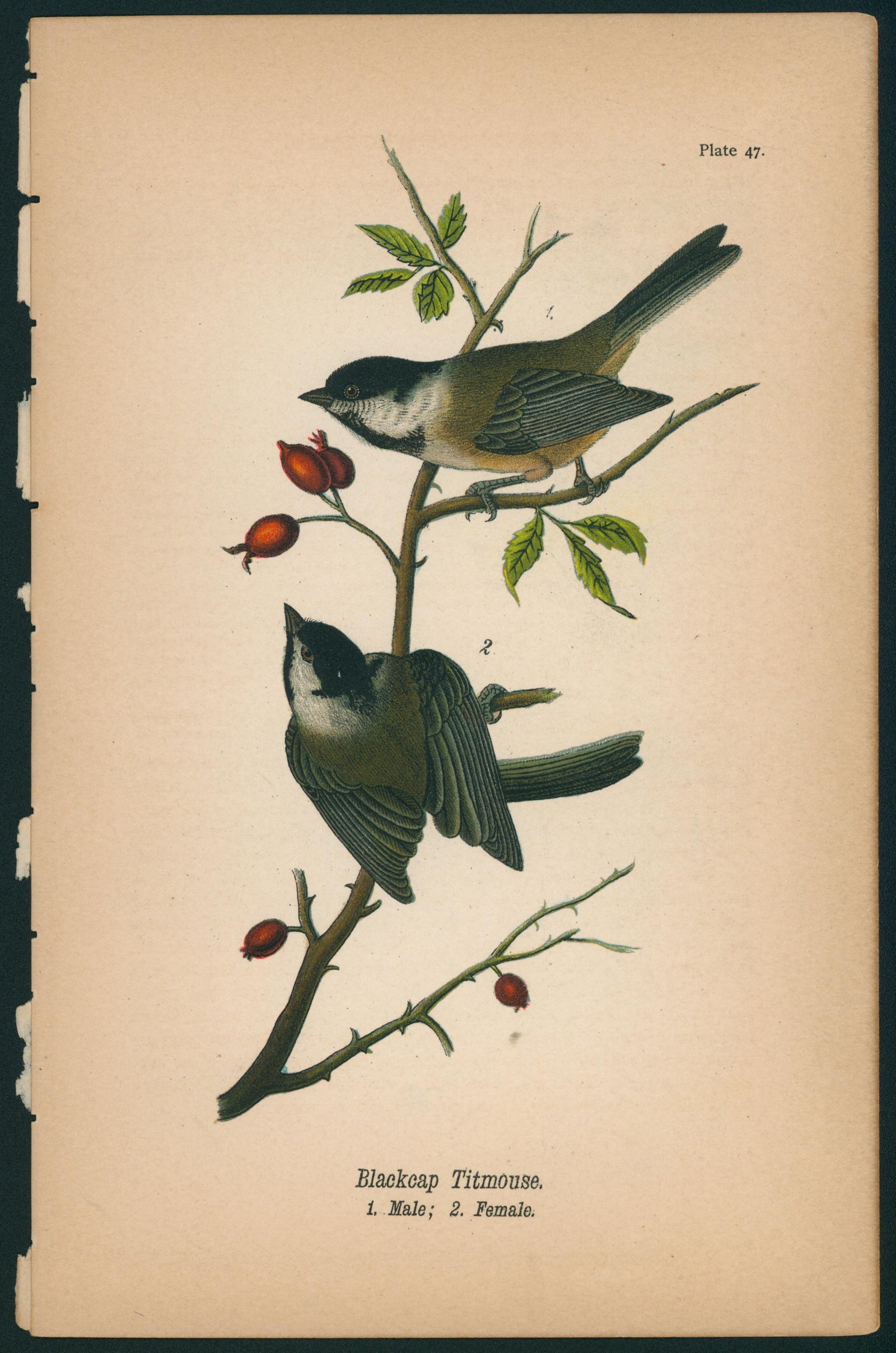 Blackcap Titmouse- Birds of Pennsylvania - Authentic Vintage Antique Print