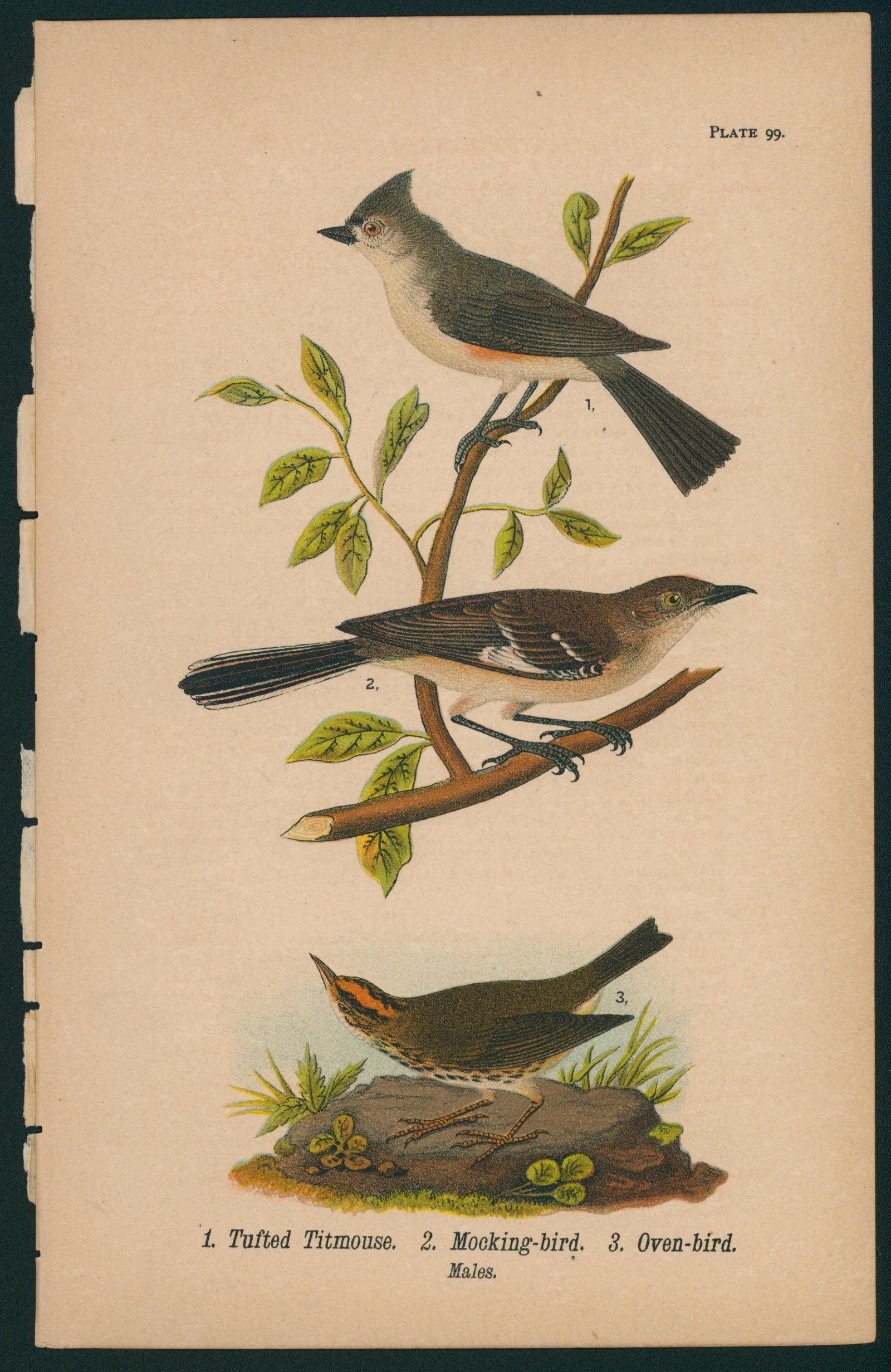 Tufted Titmouse- Birds of Pennsylvania - Authentic Vintage Antique Print