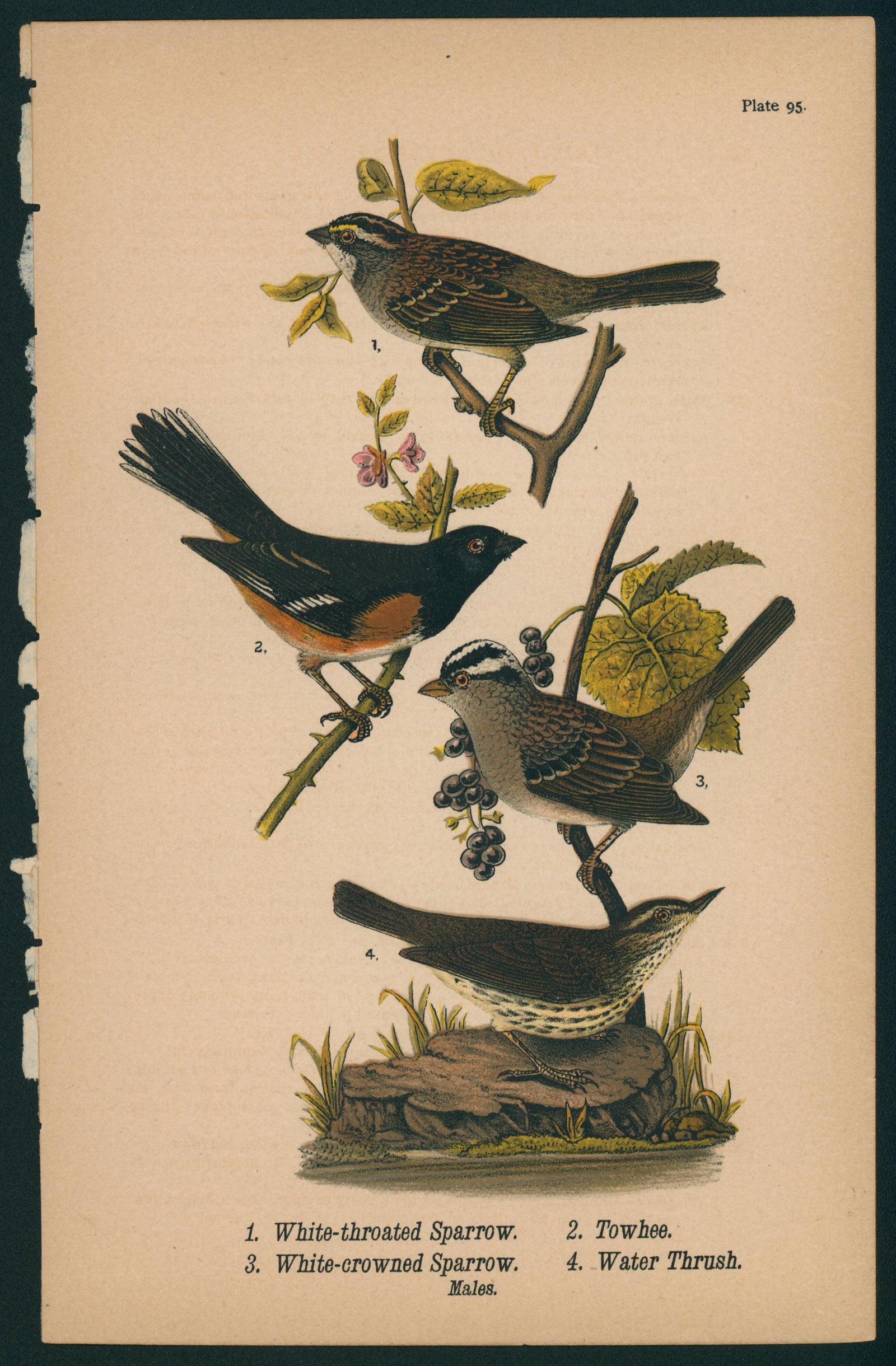 White-throated Sparrow- Birds of Pennsylvania - Authentic Vintage Antique Print