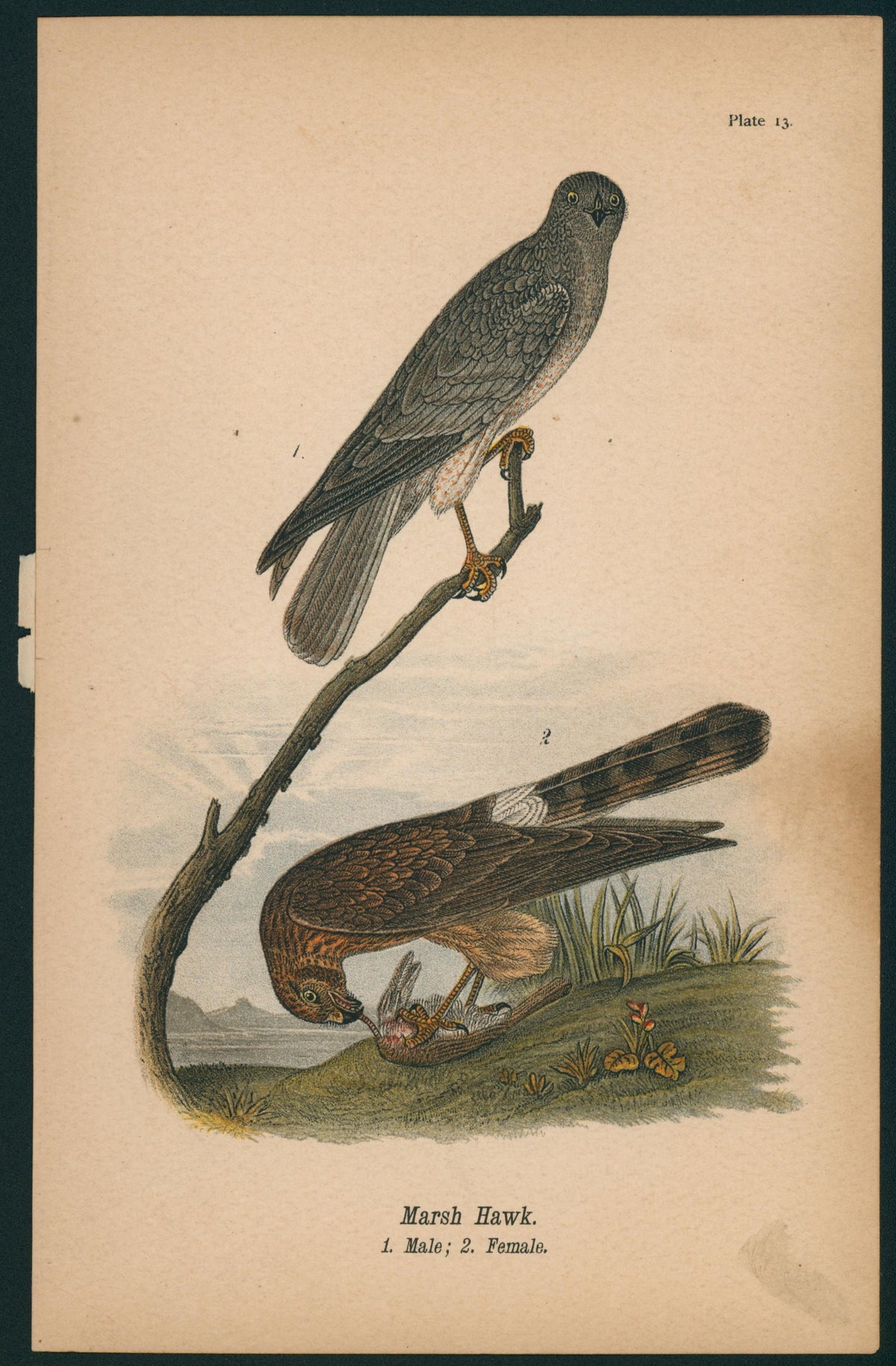 Marsh Hawk- Birds of Pennsylvania - Authentic Vintage Antique Print