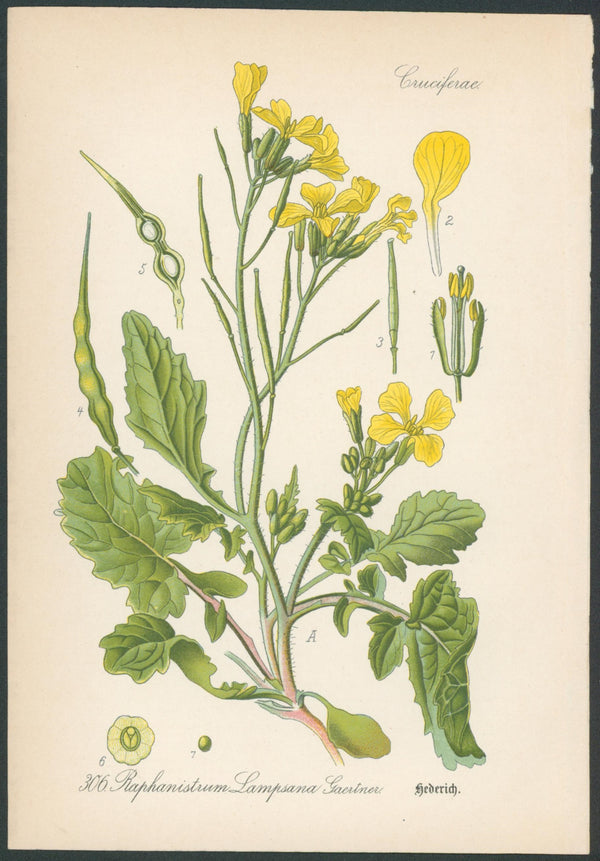 Flora Von Deutschland Plates 1