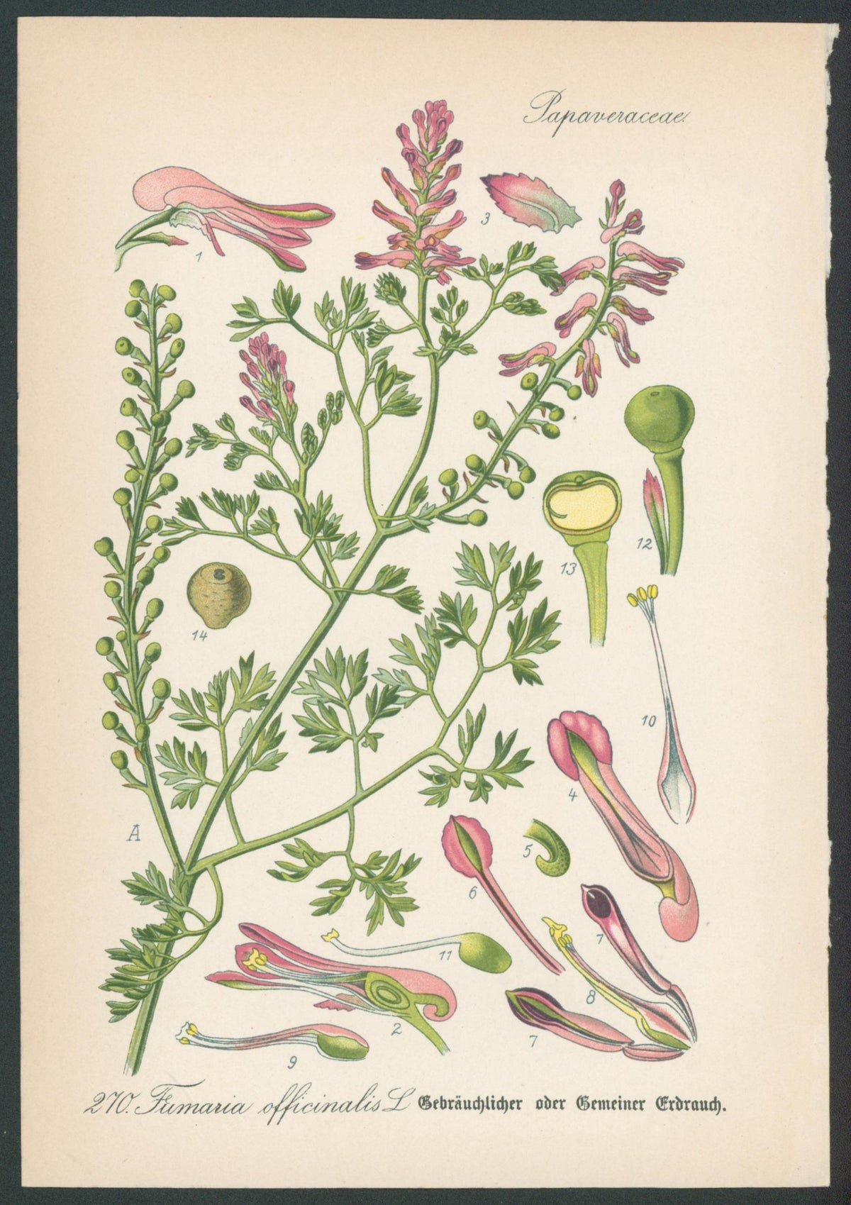 Flora Von Deutschland Plates 2
